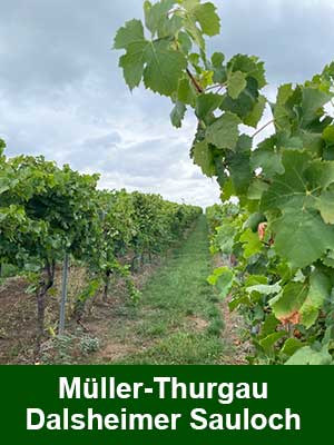 Fuchs Tradition lieblich – Weinberge Fuchs Tradition lieblich – Weinberge
