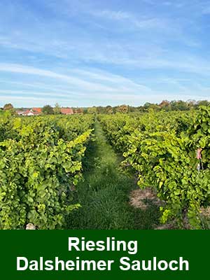 Fuchs Tradition Riesling halbtrocken – Weinberge Fuchs Tradition Riesling halbtrocken – Weinberge