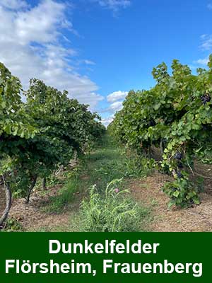 Dunkelfelder süß – Weinberge Dunkelfelder süß – Weinberge