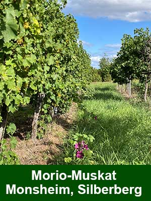 Morio-Muskat lieblich – Weinberge Morio-Muskat lieblich – Weinberge