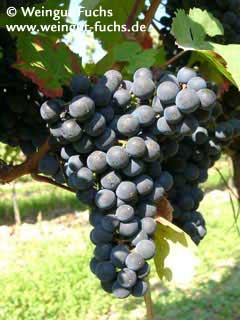 Reife Traube der Rotwein-Rebsorte Cabernet Dorsa Reife Traube der Rotwein-Rebsorte Cabernet Dorsa