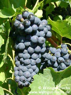 Reife Traube der Rotwein-Rebsorte Portugieser Reife Traube der Rotwein-Rebsorte Portugieser