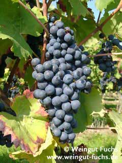 Reife Traube der Rotwein-Rebsorte Regent für edelsüße Rotweine Reife Traube der Rotwein-Rebsorte Regent für edelsüße Rotweine
