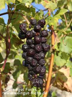Reife Traube der Rotwein-Rebsorte Rosenmuskateller Reife Traube der Rotwein-Rebsorte Rosenmuskateller