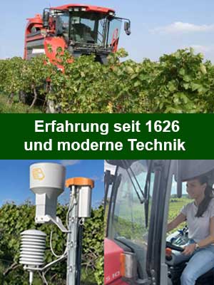 Wein-Anbau Wein-Anbau