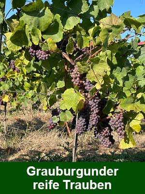 Grauer Burgunder feinherb Grauer Burgunder feinherb
