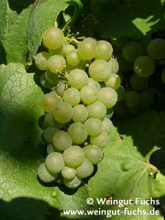 Reife Traube der Weißwein-Rebsorte Chardonnay Reife Traube der Weißwein-Rebsorte Chardonnay