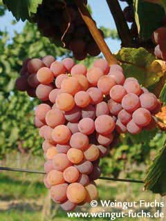 Reife Traube der Weißwein-Rebsorte Gewürztraminer Reife Traube der Weißwein-Rebsorte Gewürztraminer