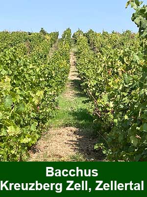 Bacchus Spätlese lieblich – Weinberge Bacchus Spätlese lieblich – Weinberge