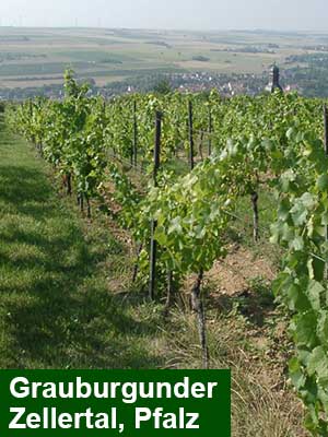 Grauer Burgunder feinherb – Weinberge Grauer Burgunder feinherb – Weinberge