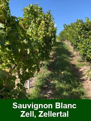 Sauvignon Blanc süß – Weinberge Sauvignon Blanc süß – Weinberge