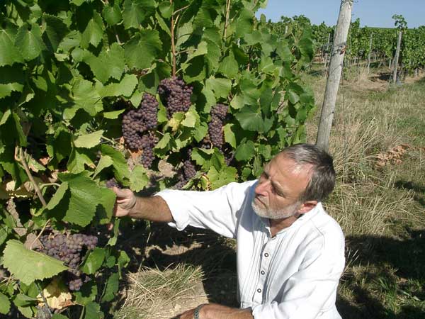 Hans-Jakob Fuchs checks the ripeness of Pinot Gris grapes