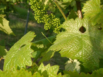 gesundes Weinlaub am Dornfelder
