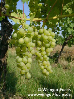 Faber druivenras voor witte wijn