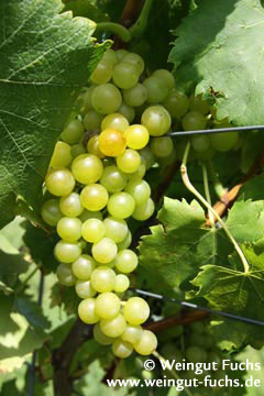 moscato giallo voor druivenras voor witte wijn