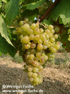 Huxelrebe, druivenras voor witte wijn