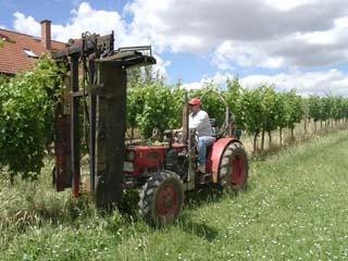 Laubschnitt im Weinberg