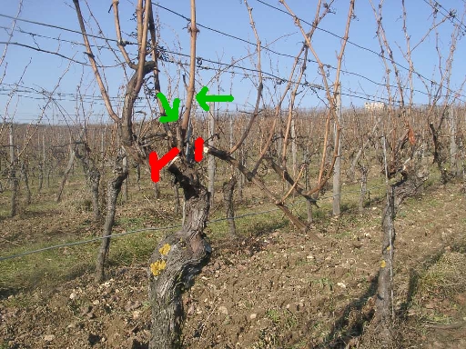 Rebschnitt im Weinberg