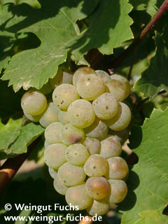 Riesling druivenras voor witte wijn