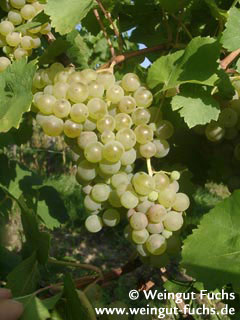 Scheu's grape white wine