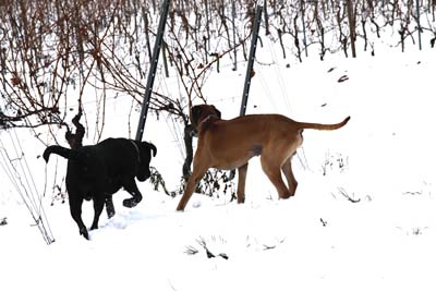 Schnee in den Weinbergen