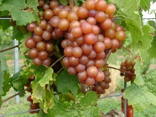siegerrebe