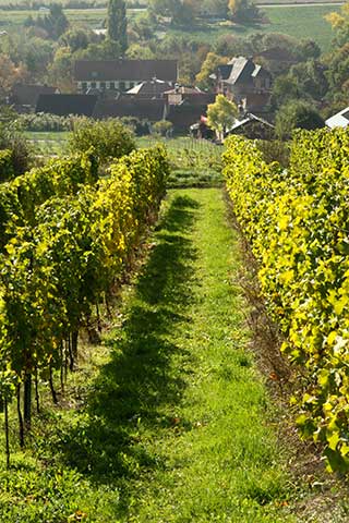 Vineyard of the Fuchs Wine Estate, Germany