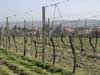 Vineyards early in spring