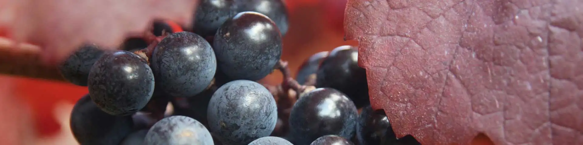 Red Dessert Wine Red Dessert Wine
