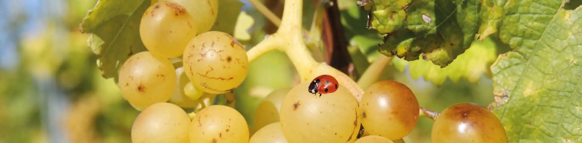 Weißwein · histamingeprüft Weißwein · histamingeprüft