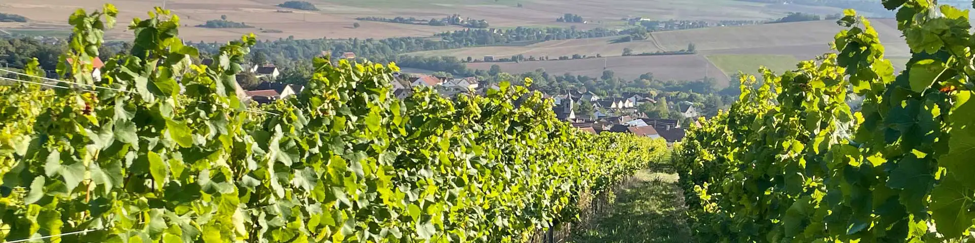 Rebzeilen mit Weißwein Rebzeilen mit Weißwein