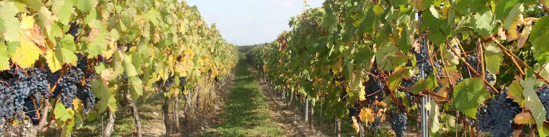 Reife Trauben Fuchs-Rotwein-Cuvées Reife Trauben Fuchs-Rotwein-Cuvées