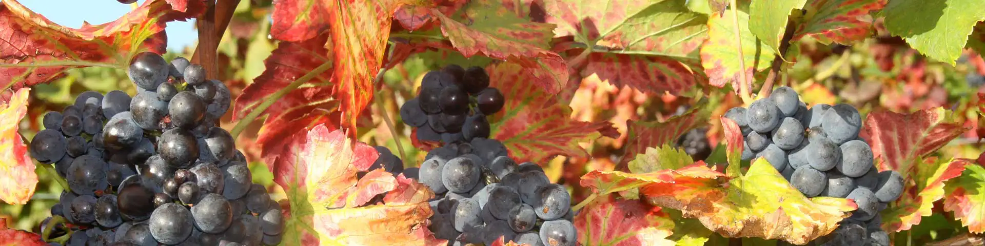 Süße Rotweine · fruchtig + lecker Süße Rotweine · fruchtig + lecker