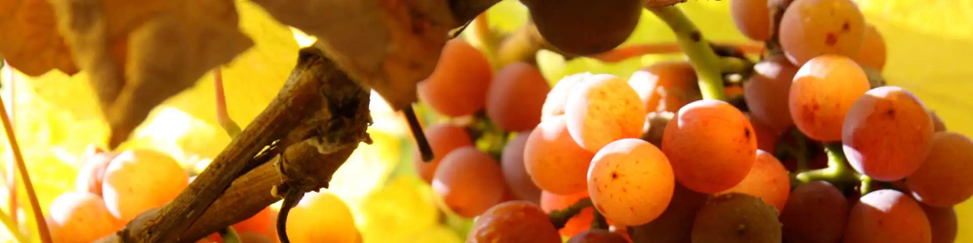 Reife Trauben für süßen Wein Reife Trauben für süßen Wein