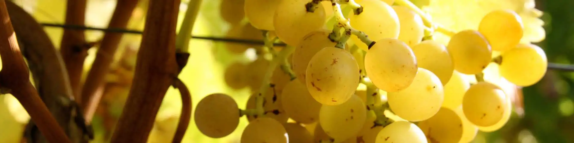 Dry White Wine · Racy + Fruity
