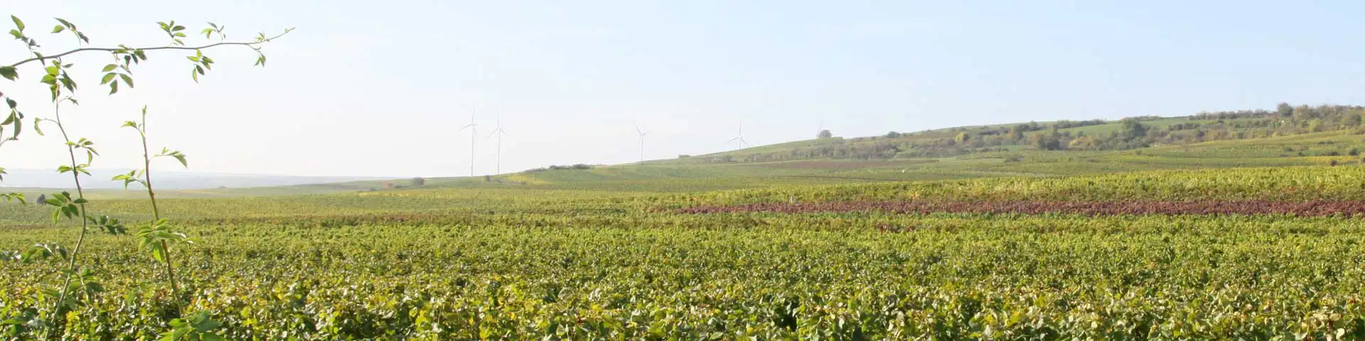 Weinberge im Dalsheim Weinberge im Dalsheim
