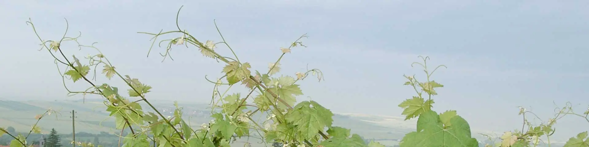 Ranken der Weinrebe Ranken der Weinrebe