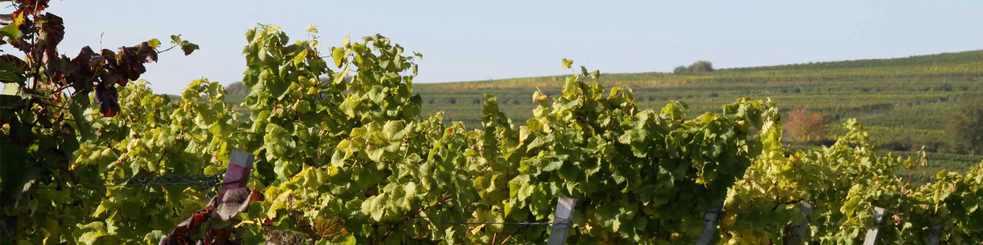 Weinberge im Dalsheim Weinberge im Dalsheim