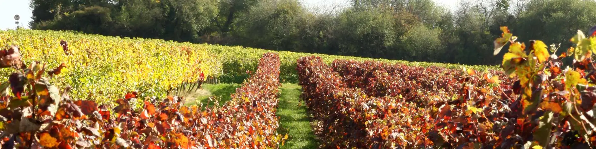 Weinberge im Dalsheim Weinberge im Dalsheim