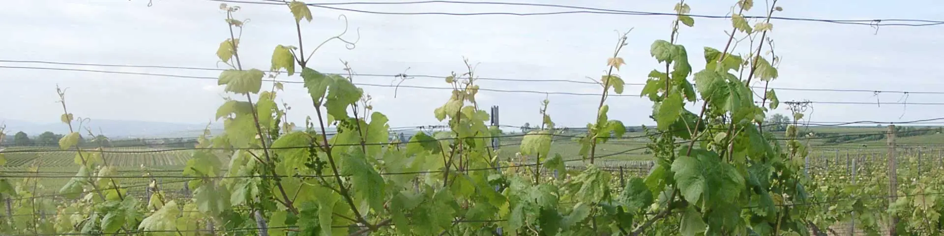 Alkoholfreier Wein + Sekt Alkoholfreier Wein + Sekt