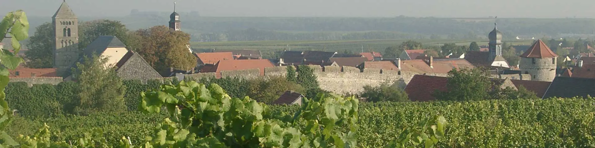 Weinberge im Dalsheim Weinberge im Dalsheim