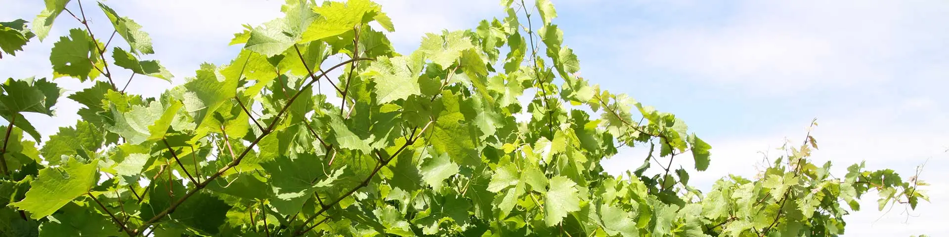 Histamingeprüfter + alkoholfreier Wein + Sekt mit Analyse Histamingeprüfter + alkoholfreier Wein + Sekt mit Analyse