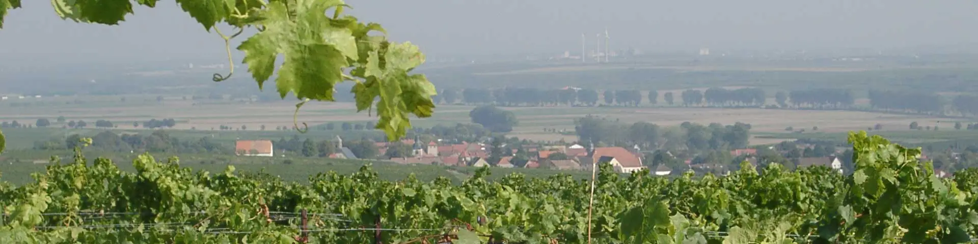 Weinberge im Dalsheimer Bürgel