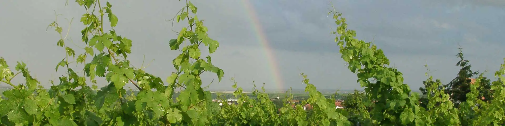 Weinberge im Dalsheim Weinberge im Dalsheim