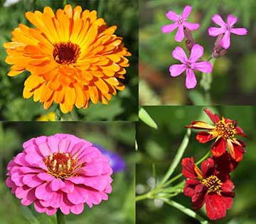 Bienenweide: Calendula, orange – Zinnie, rosa