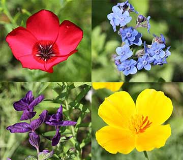 Bienenweide: ???, rot – Moldawischer Drachenkopf, blauviolett – Vergißmeinnicht?, hellblau – Islandmohn, gelb