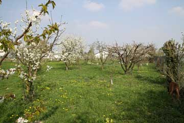 Blühende Obstbäume im Garten