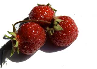 Erdbeersorte “Aromata”