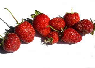 Erdbeersorte “Imtraga Selecta”