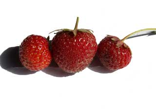 Erdbeersorte “Lambada”
